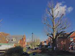 Council specific tree work undertaken, Fyfield, Essex