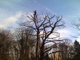 Reductions, Fells, Replanting, Storm damaged trees, Pauls Trees of Waltham Abbey