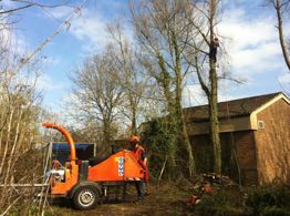 Contract Tree work, Theydon Bios Essex
