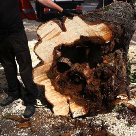 Dangerous tree removal, Chingford