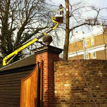 Lime tree dismantle, Essex