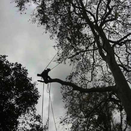 Rigging Plane tree, Burnham on Crouch