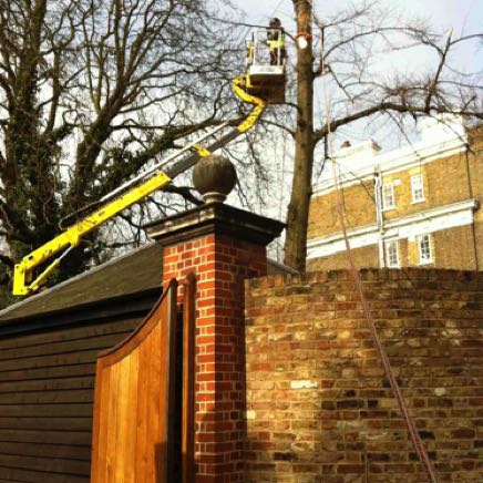 Lime tree dismantle, London NW1