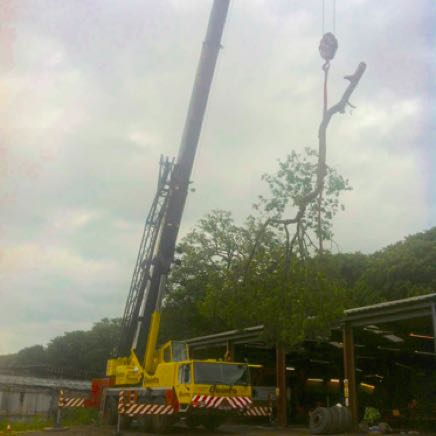 Crane lifting Oak tree Waltham Abbey