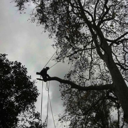 Rigging London Plane tree, Nottinghill