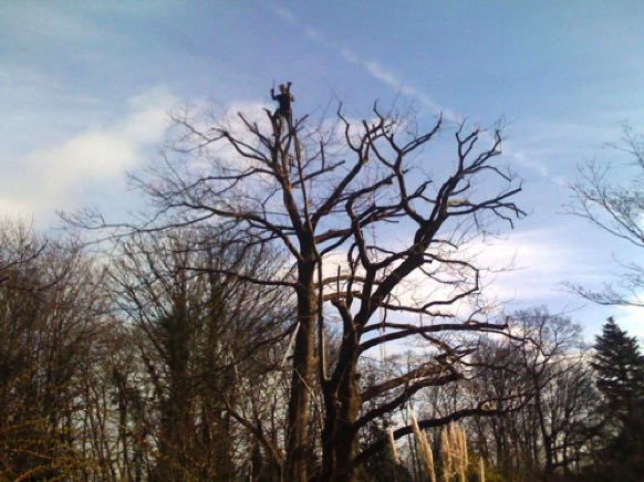 Tree crown reductions, Broxbourne 07525 815259