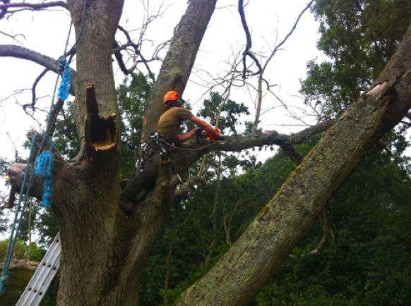 Large Tree dismantling and removal, Sawbridgeworth 07525 815259