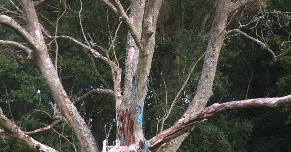 dangerous Tree Surgey, felling Epping
