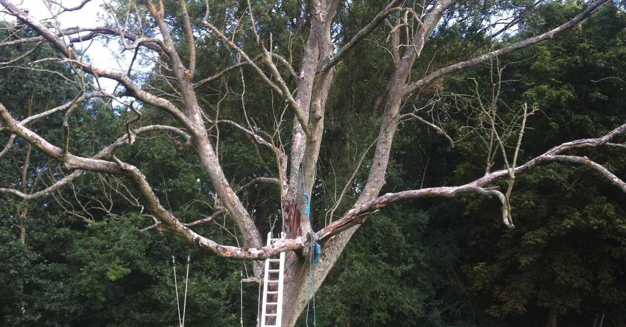 Trees Paul's Trees of Waltham Abbey